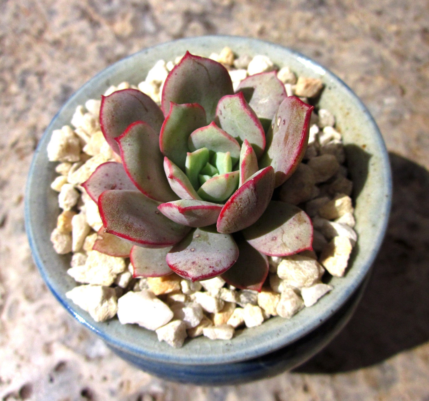 Echeveria subcorymbosa lau 026