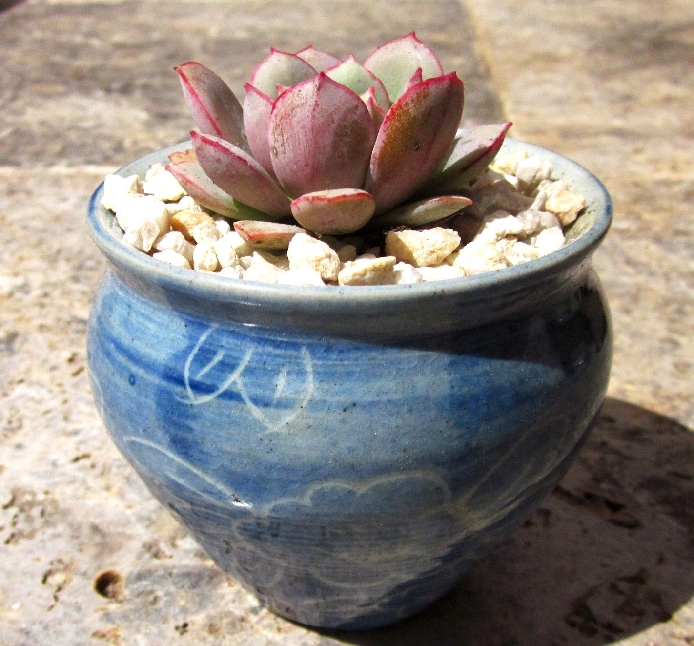 Echeveria subcorymbosa lau 026