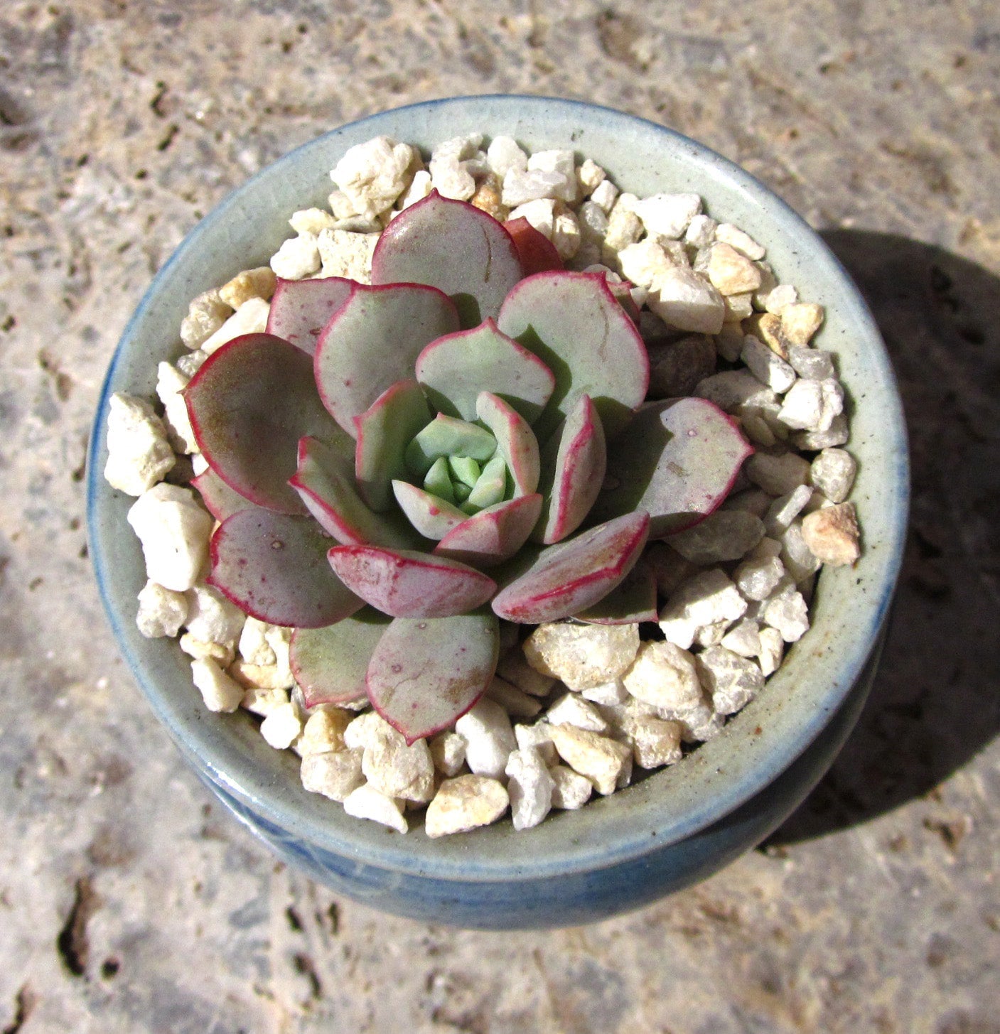 Echeveria subcorymbosa lau 026