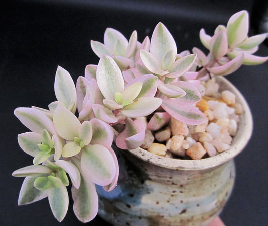 Crassula volkensii variegated