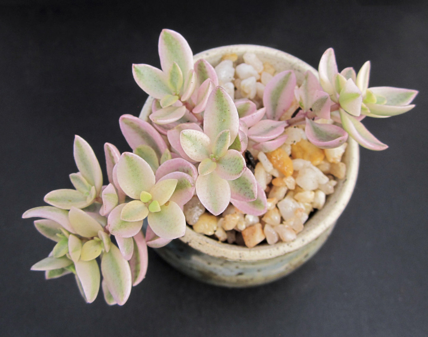 Crassula volkensii variegated