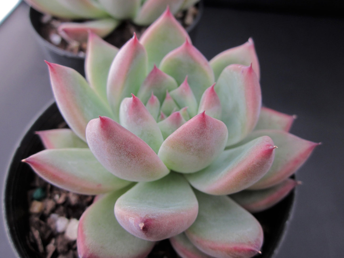 Echeveria Lindsayana