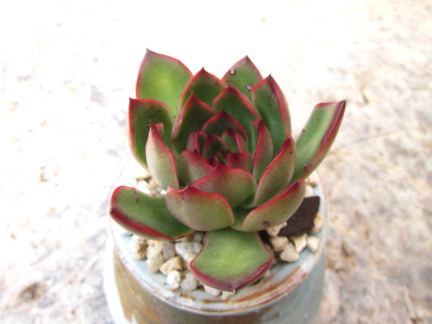 Echeveria Puli-lindsayana