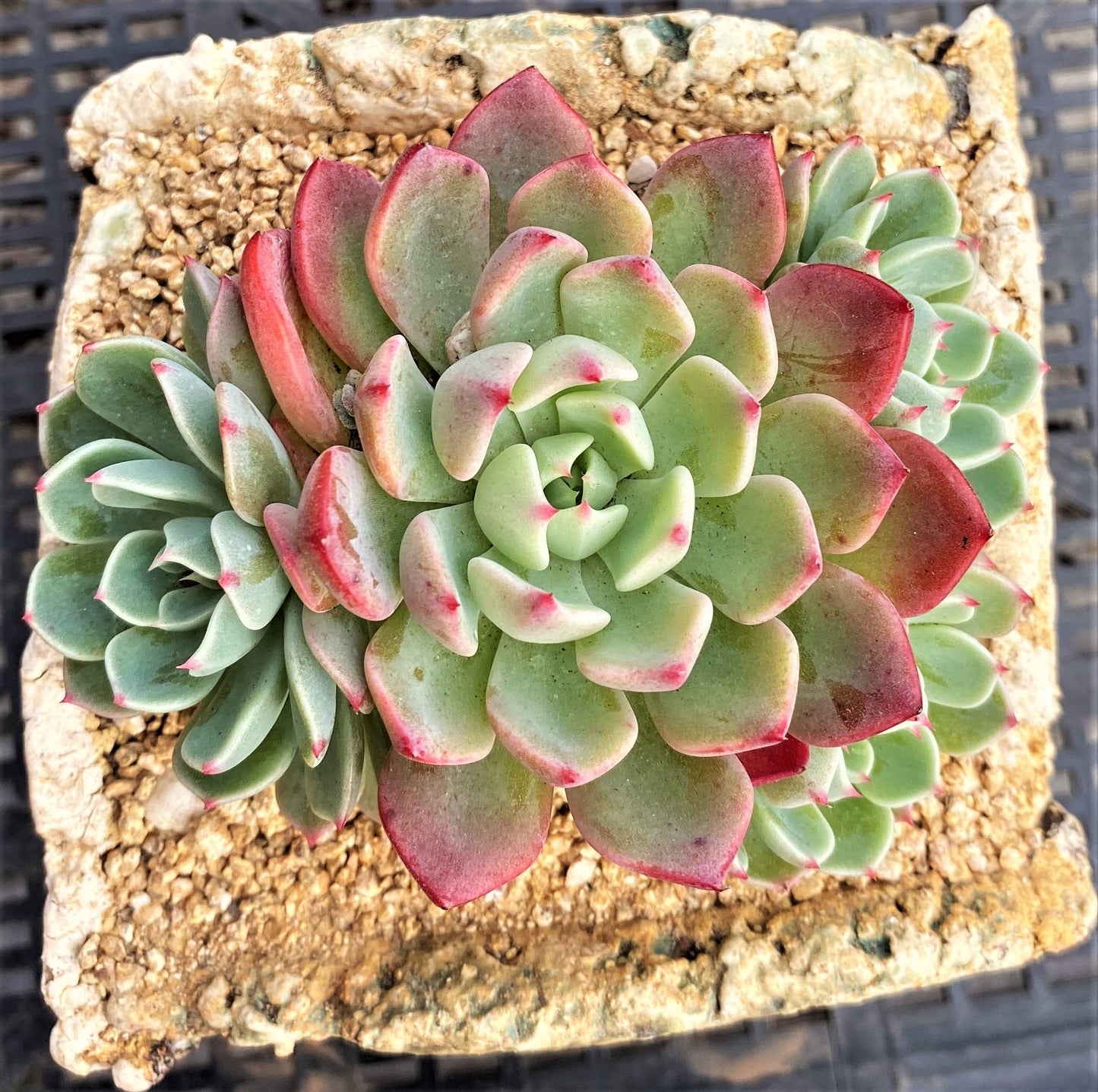 Eheveria nana mini hook