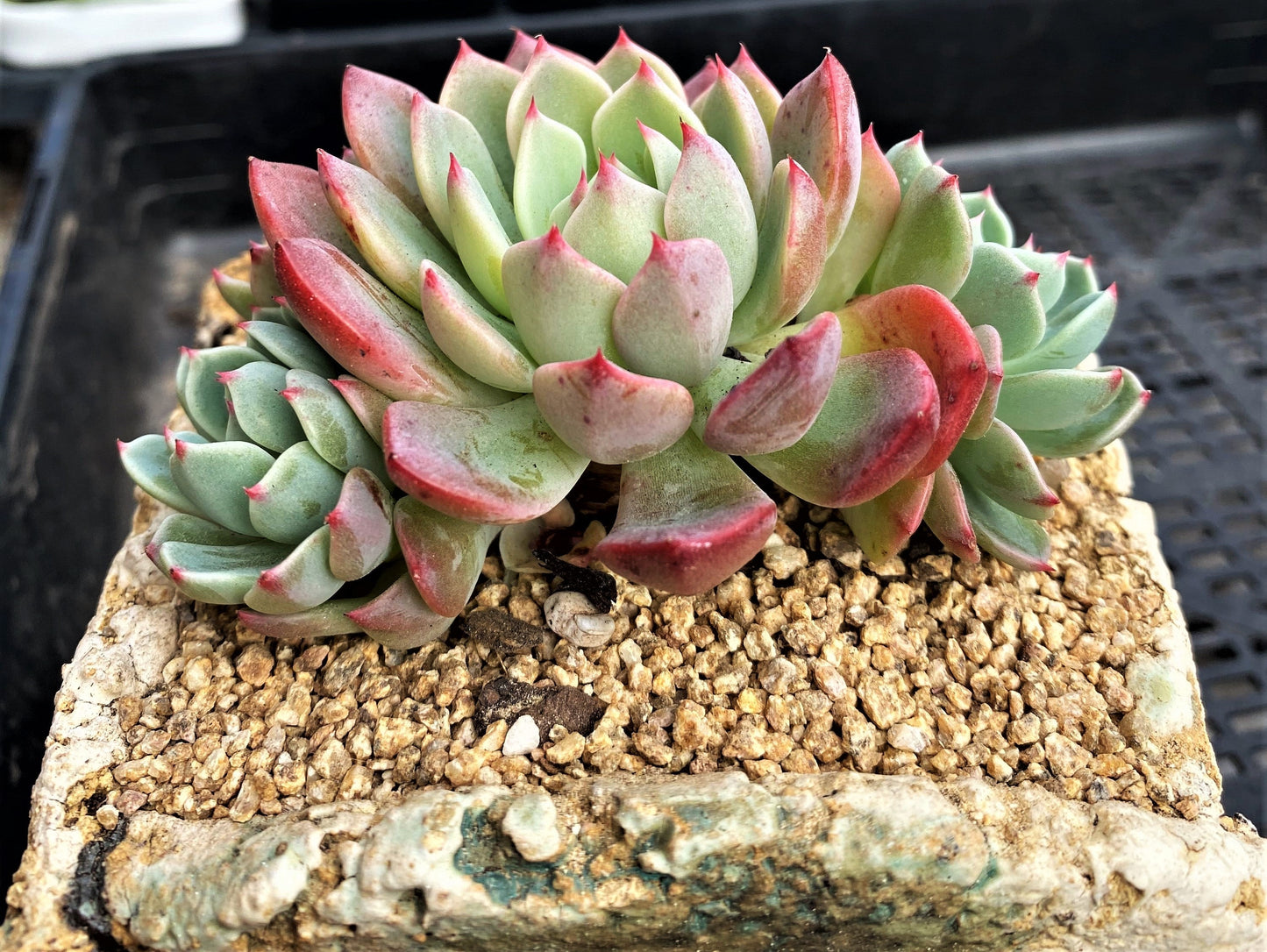 Eheveria nana mini hook