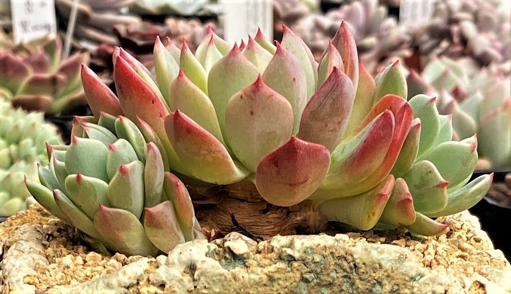 Eheveria nana mini hook