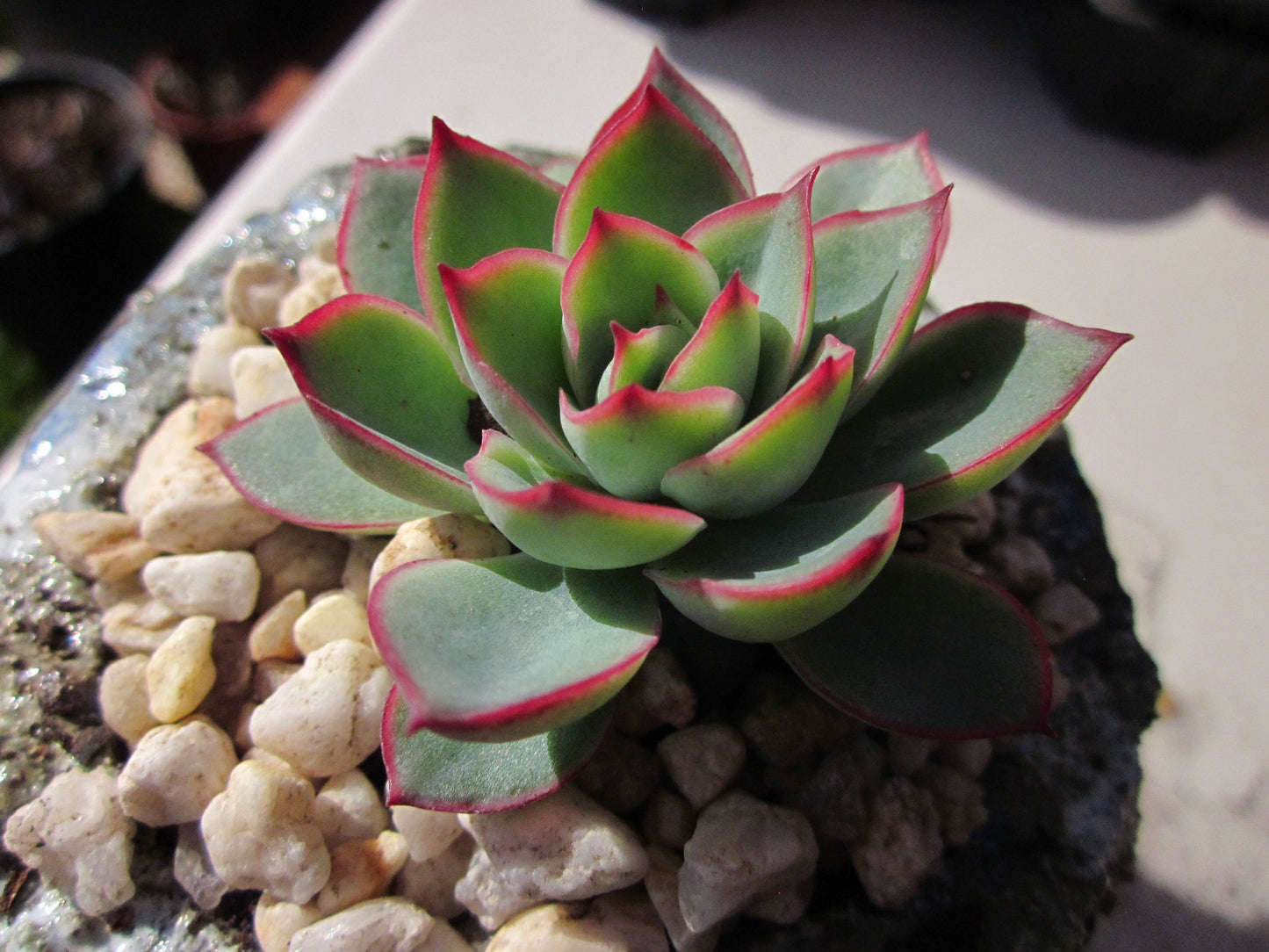 Echeveria Moon Gatonis/ Moon goddess