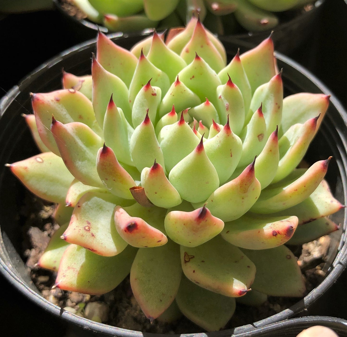 Echeveria cuspidata var zaragozae