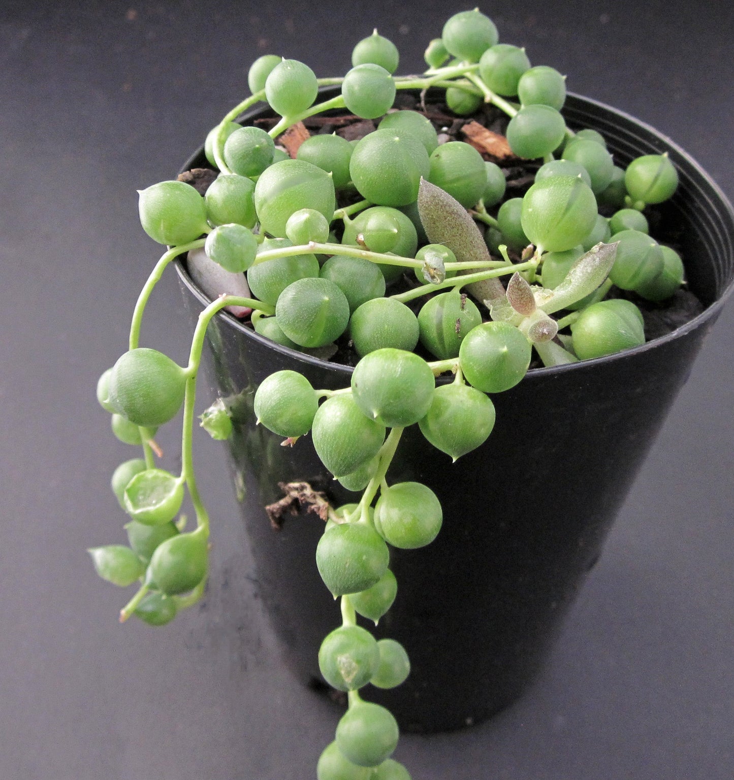 Senecio rowleyanus 'string of pearls'