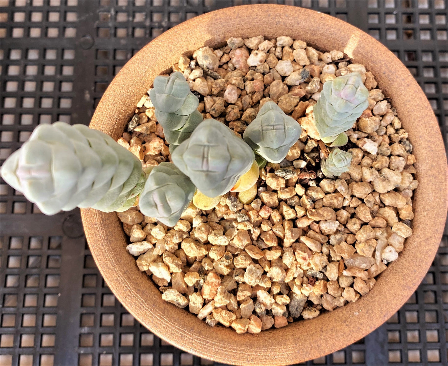 Crassula arta/ plegmatoides (CUTTINGS)