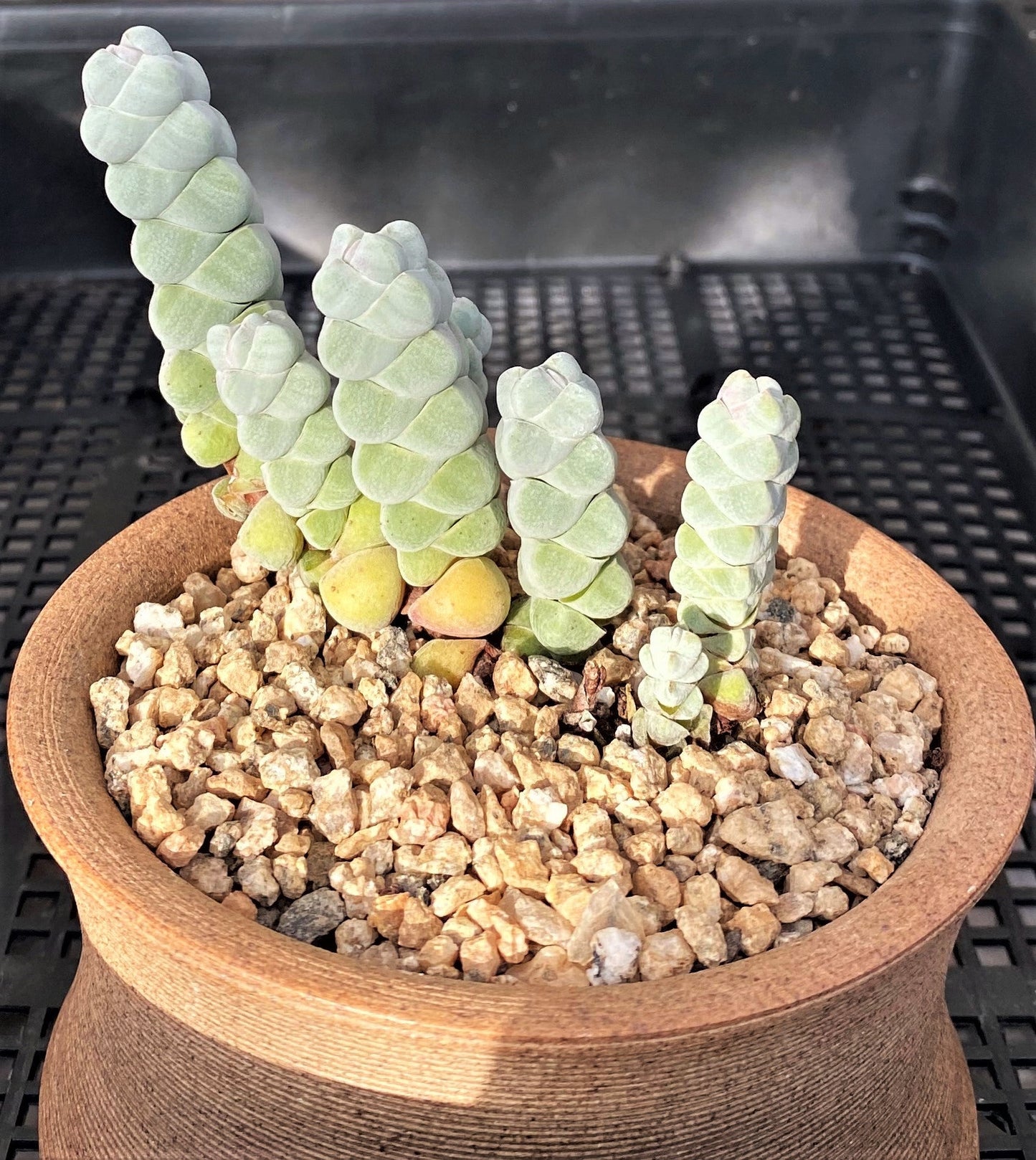 Crassula arta/ plegmatoides (CUTTINGS)
