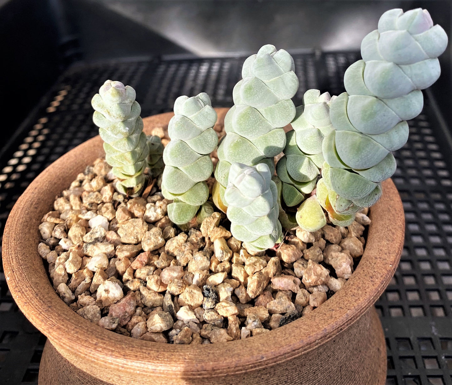 Crassula arta/ plegmatoides (CUTTINGS)