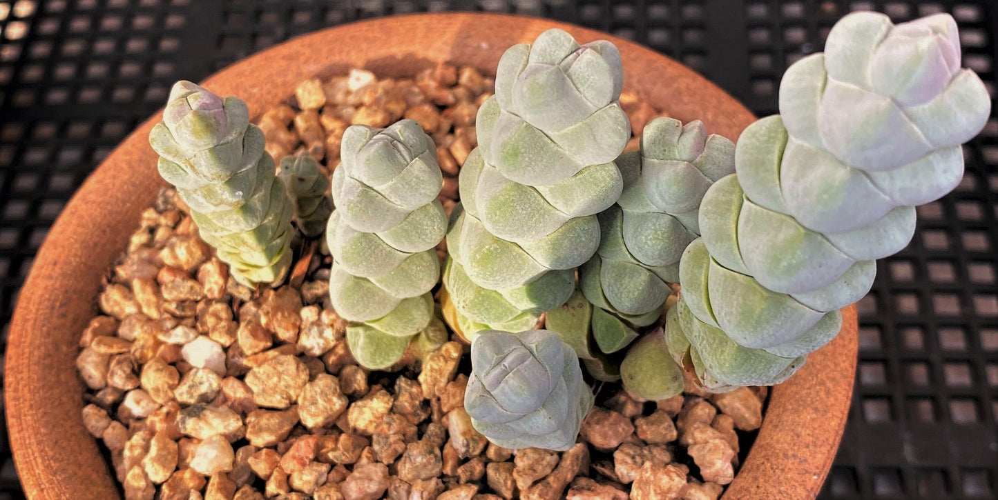 Crassula arta/ plegmatoides (CUTTINGS)