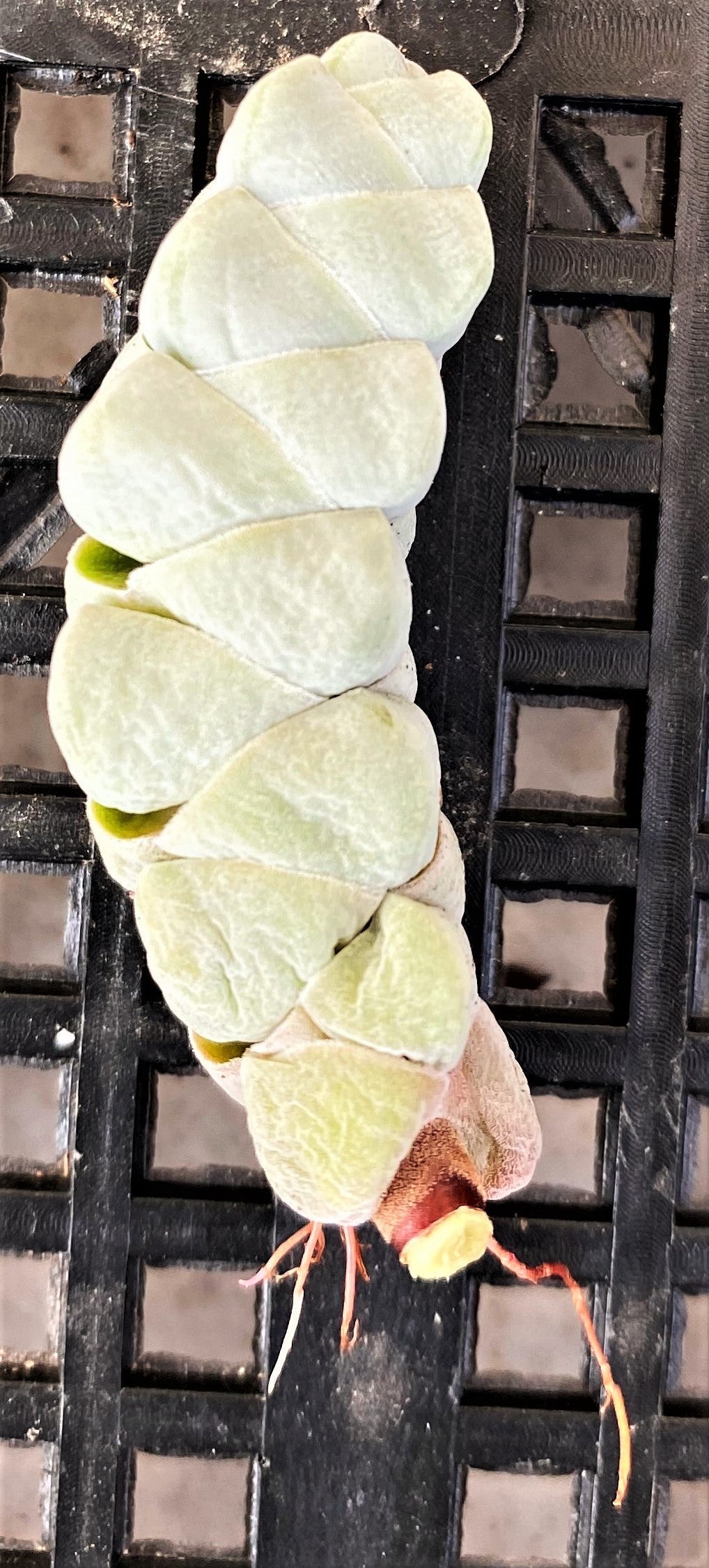 Crassula arta/ plegmatoides (CUTTINGS)