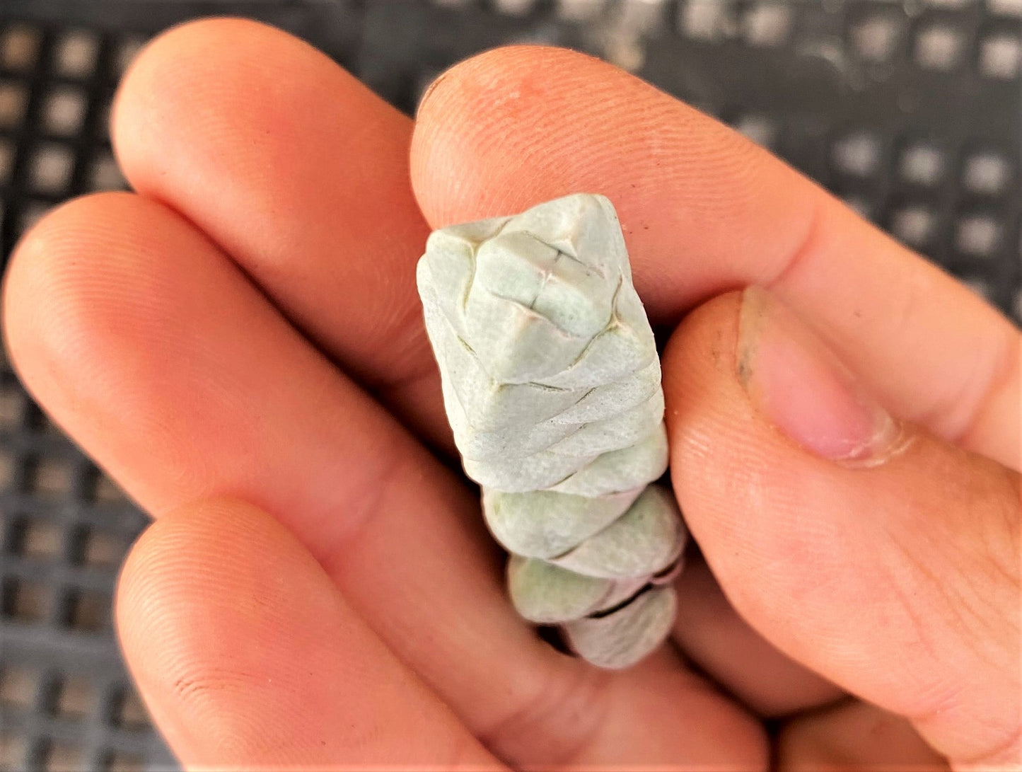 Crassula arta/ plegmatoides (CUTTINGS)