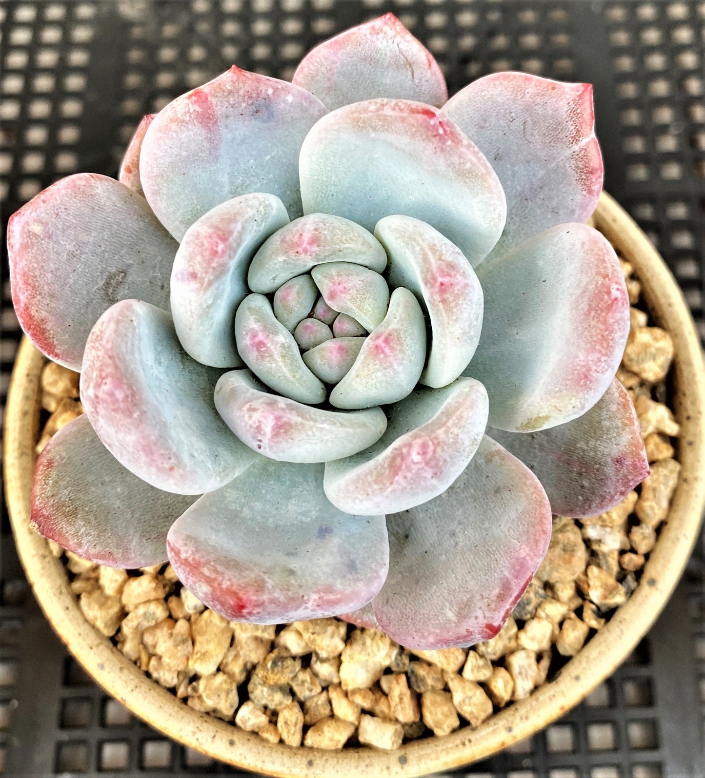 Echeveria orange monroe monstrose