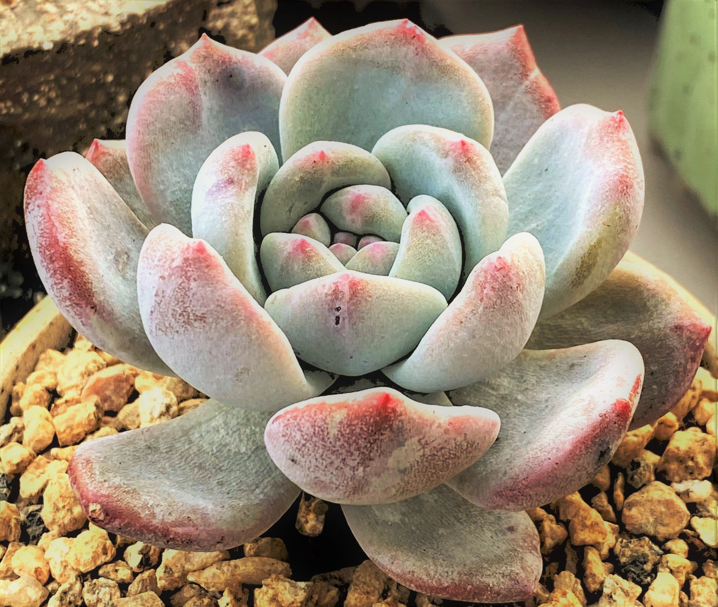 Echeveria orange monroe monstrose