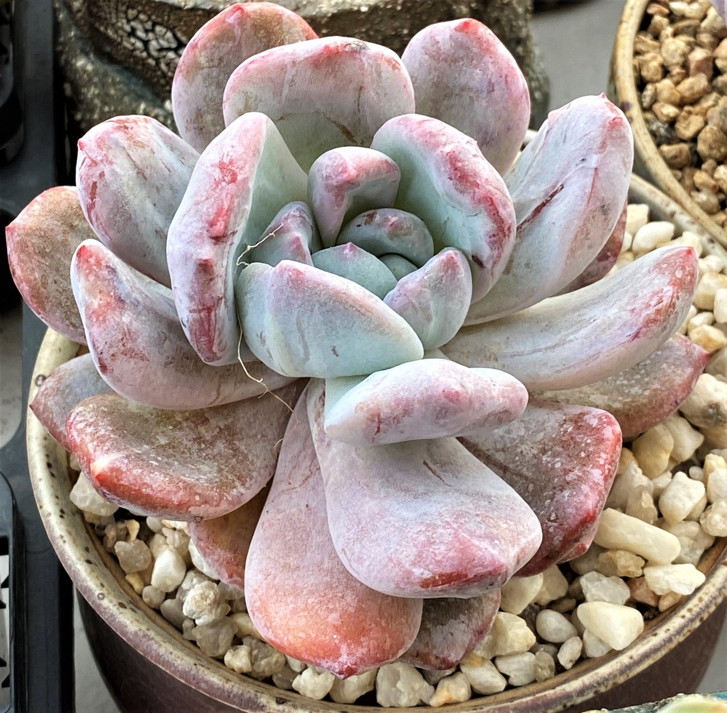 Echeveria orange monroe monstrose