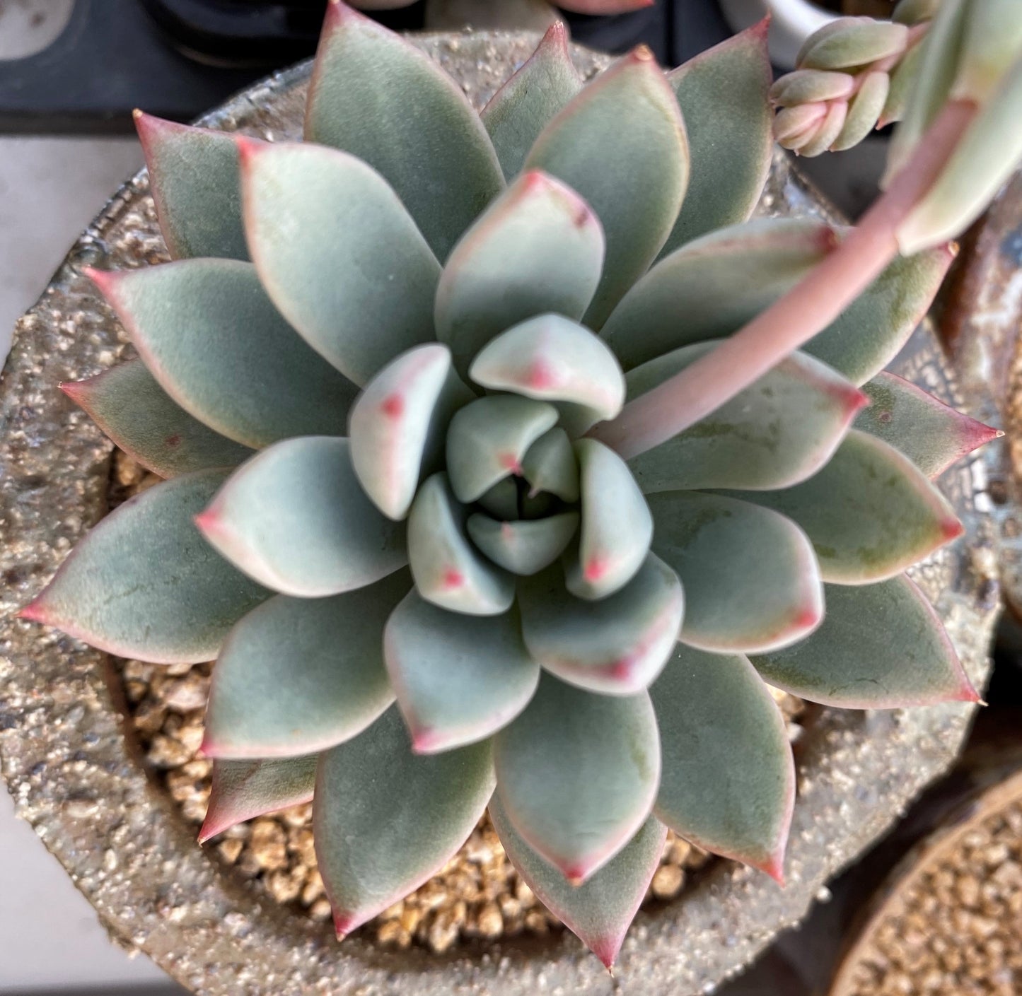 Echeveria  Yeomiwol