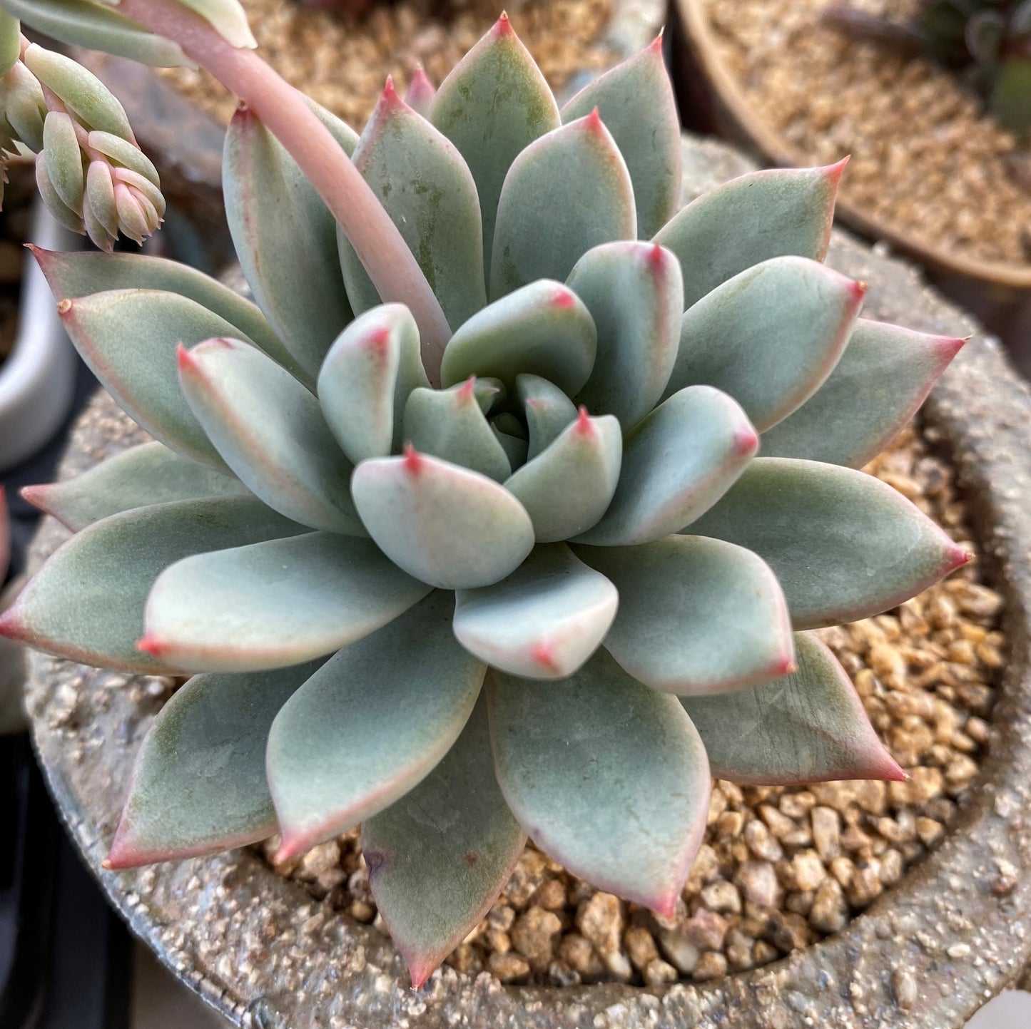 Echeveria  Yeomiwol