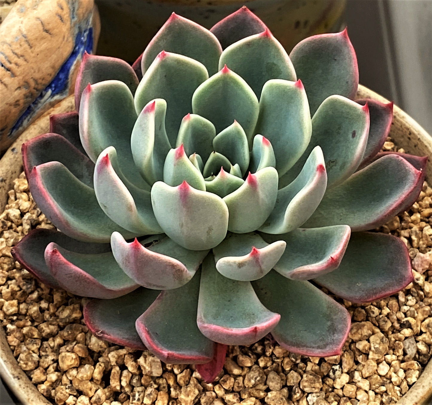 Eheveria nana mini hook