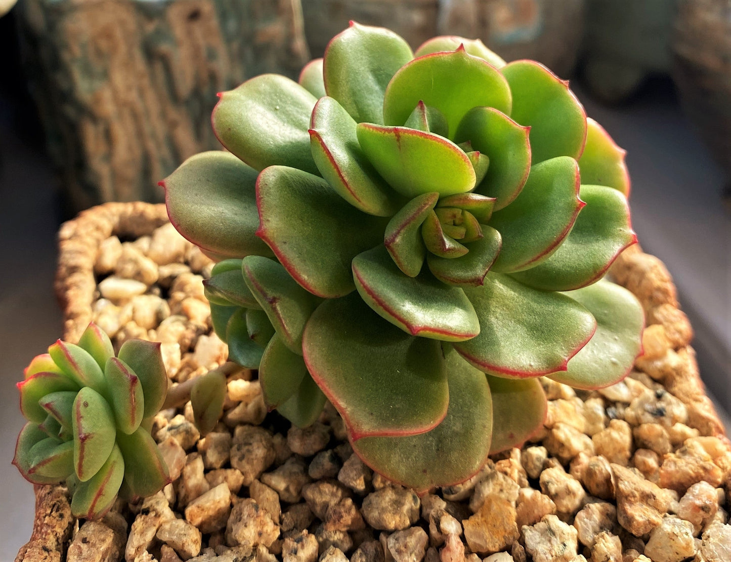 Echeveria Tramuntana