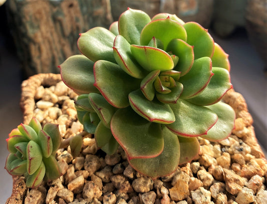 Echeveria Tramuntana