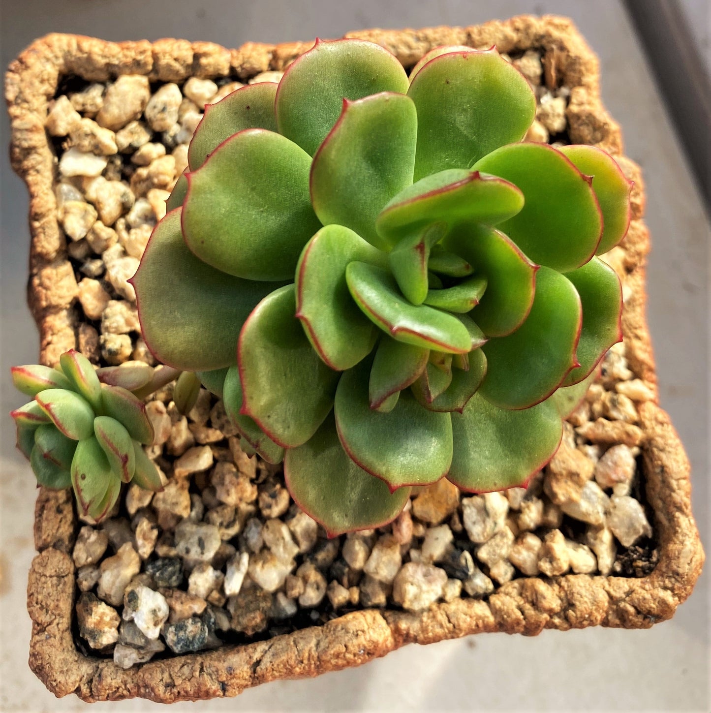 Echeveria Tramuntana