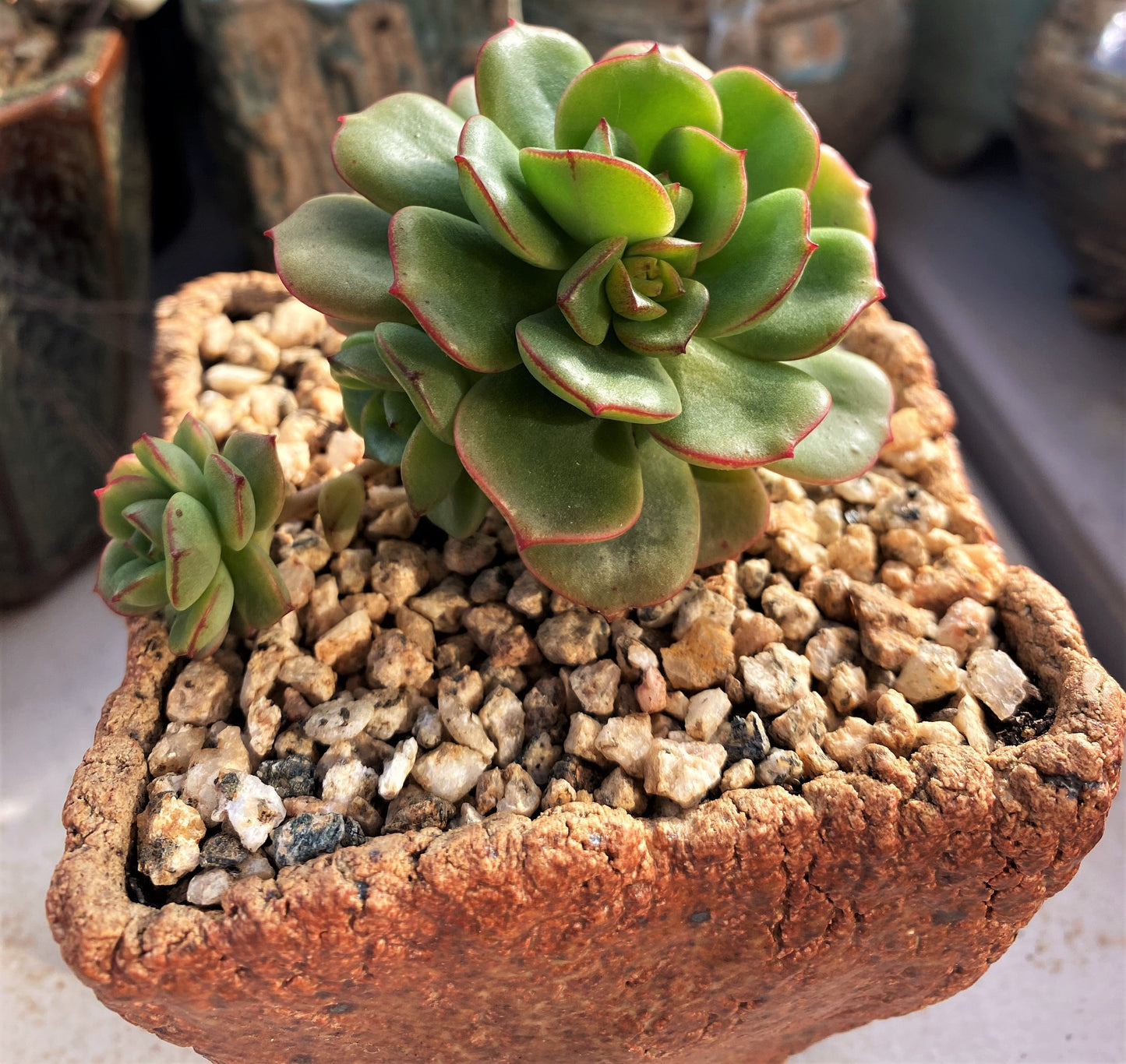 Echeveria Tramuntana