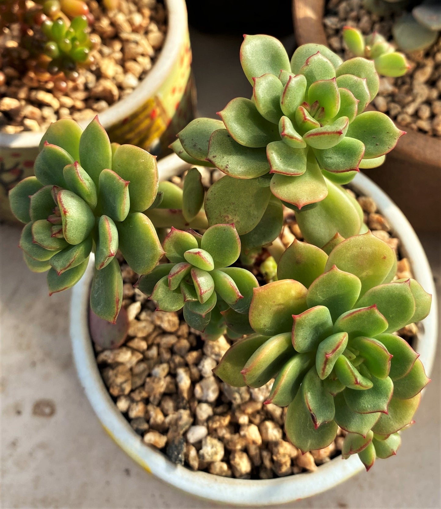 Echeveria Tramuntana