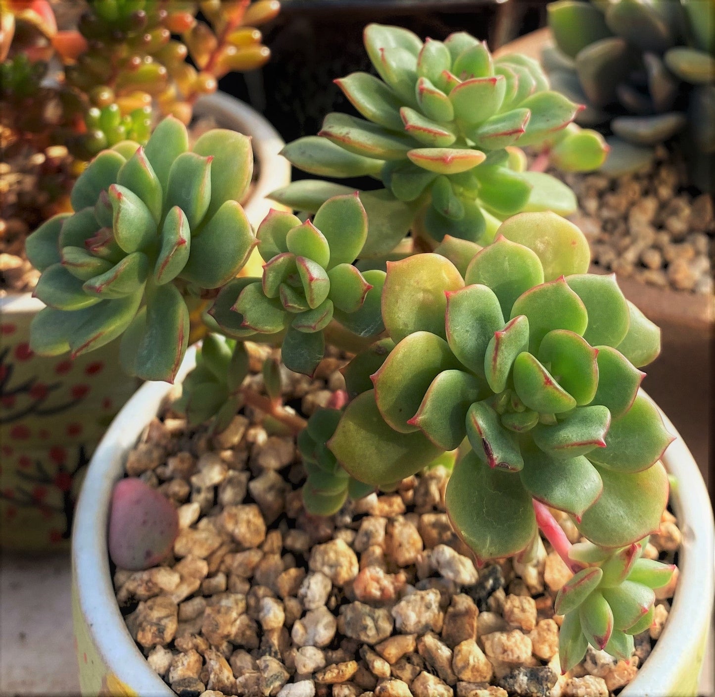Echeveria Tramuntana
