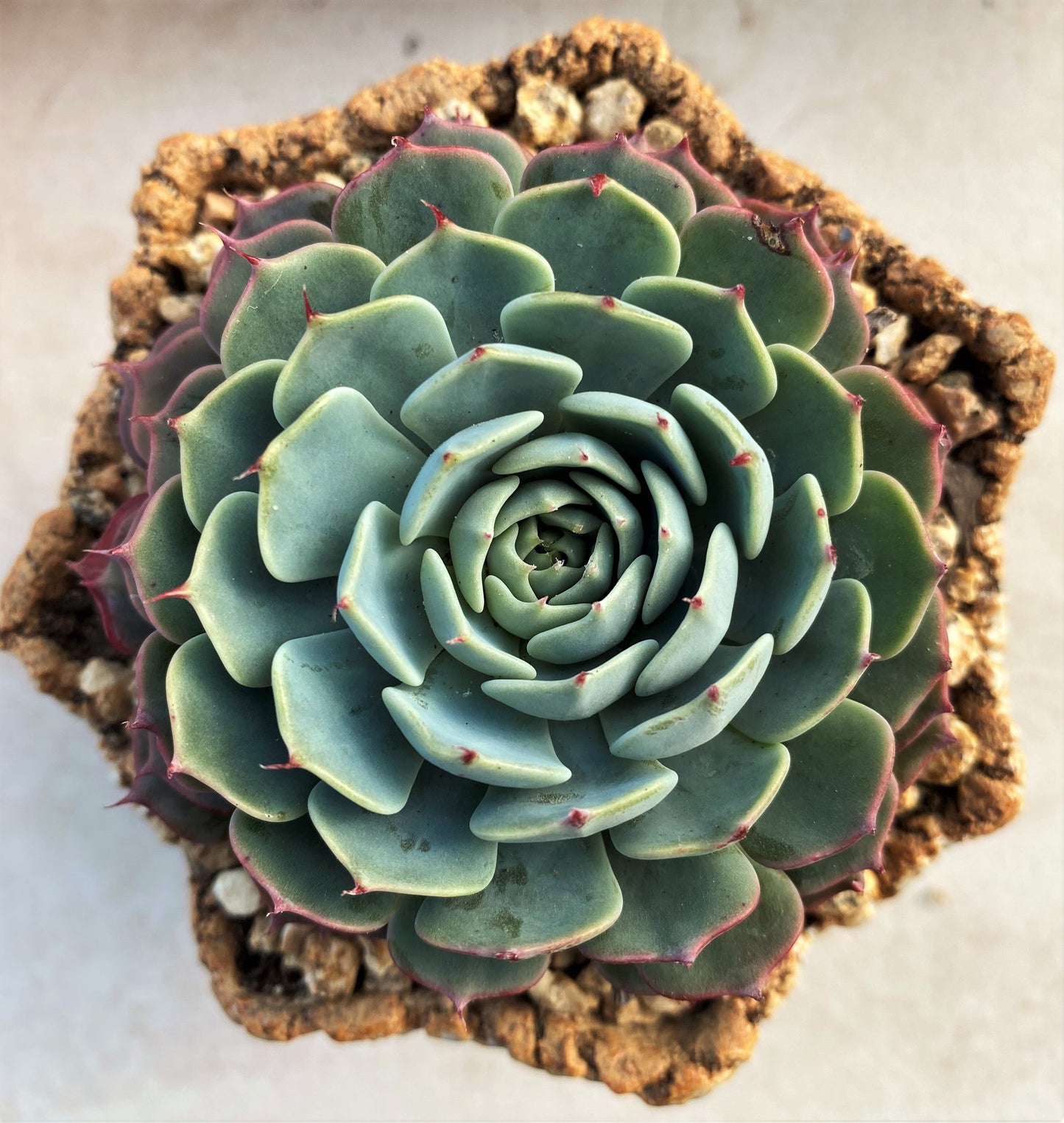 Echeveria minima x subsessilis