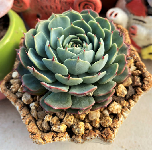 Echeveria minima x subsessilis