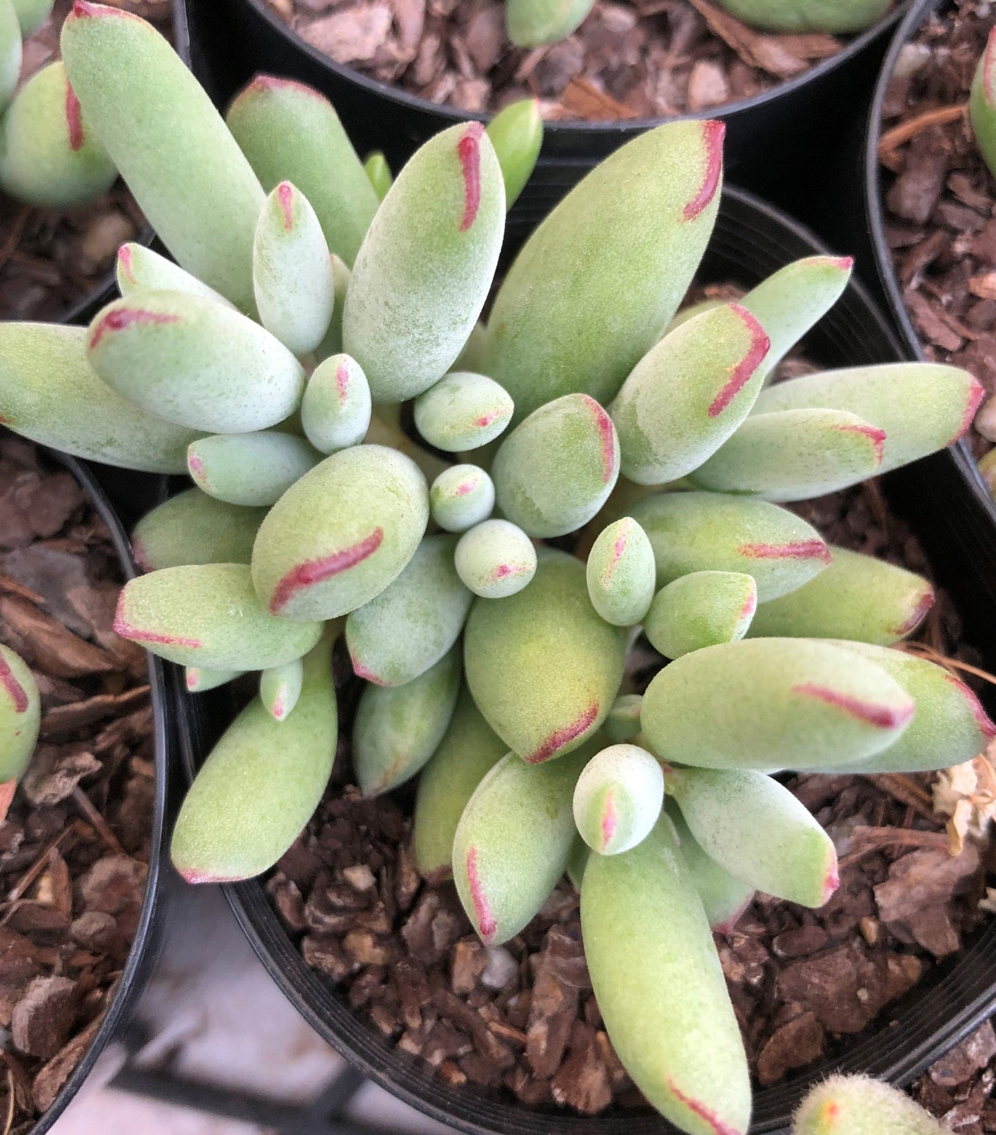 Cotyledon papillaris