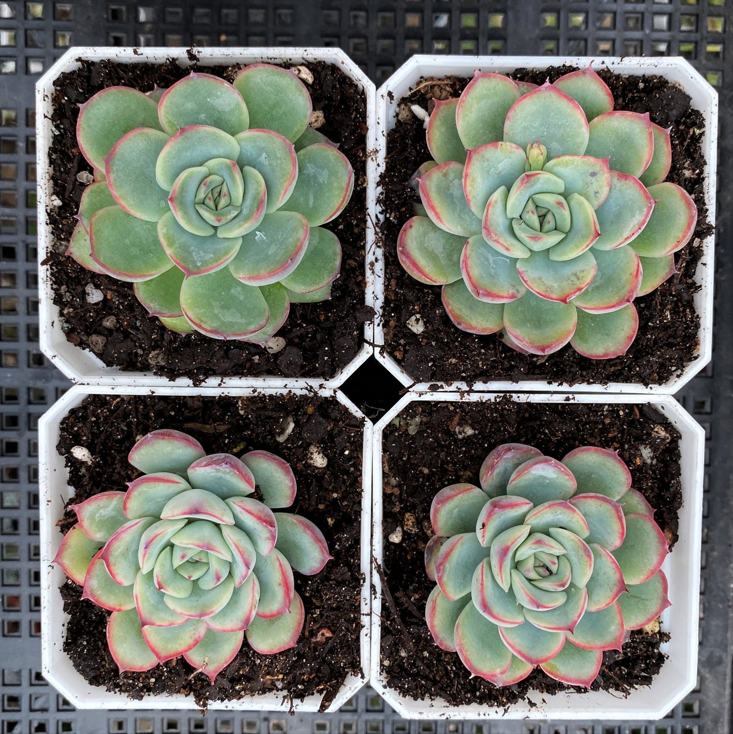 Echeveria haru urara