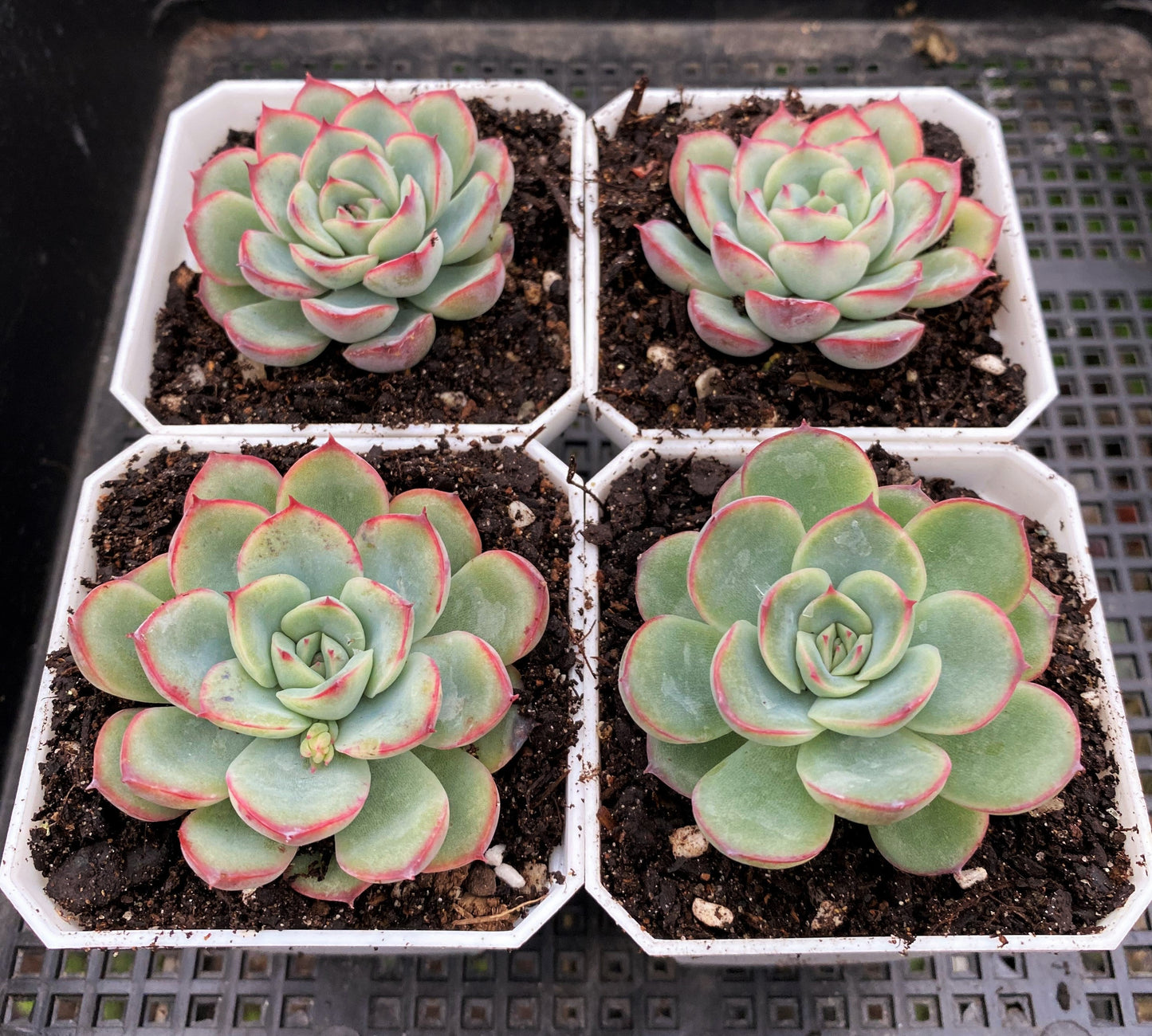 Echeveria haru urara