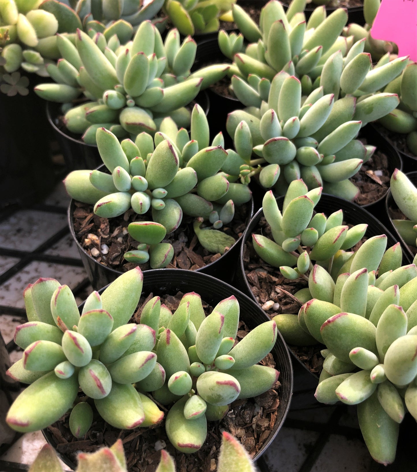 Cotyledon papillaris