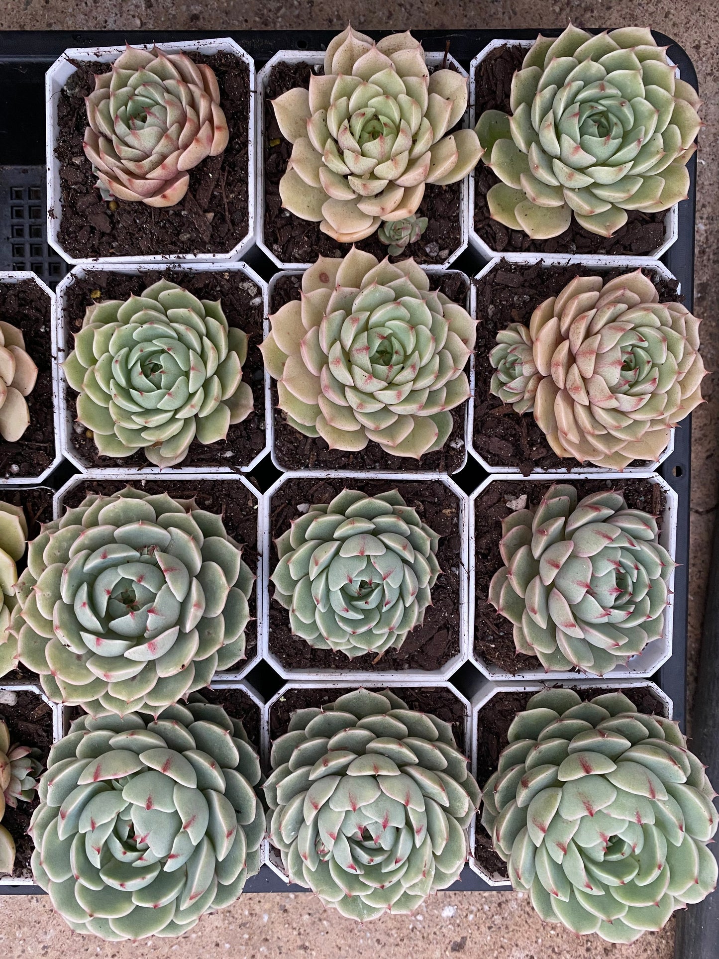 Echeveria ben badis