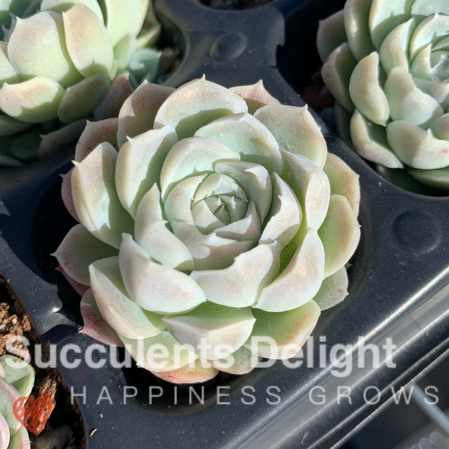 Echeveria Elegans Alba aka White Elegans 阿尔巴白月影