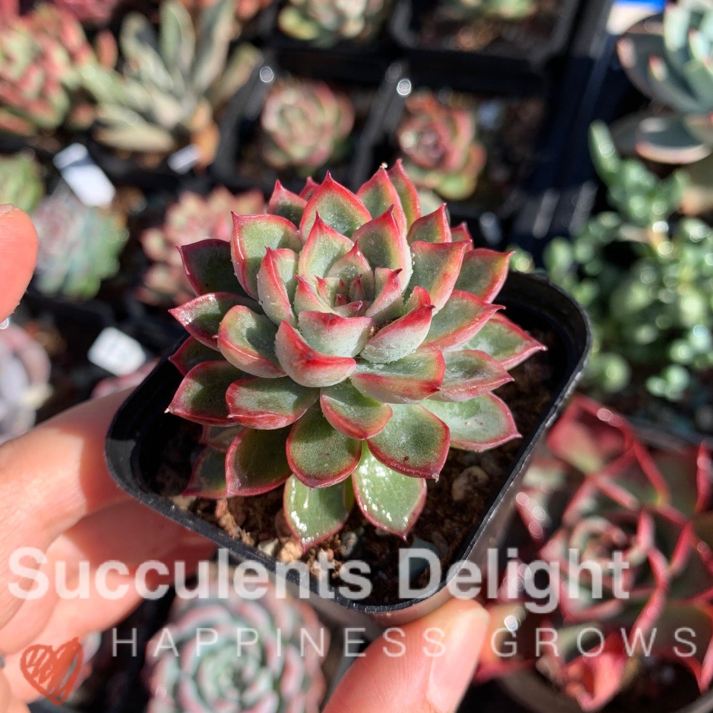 Echeveria Mebina 女雏