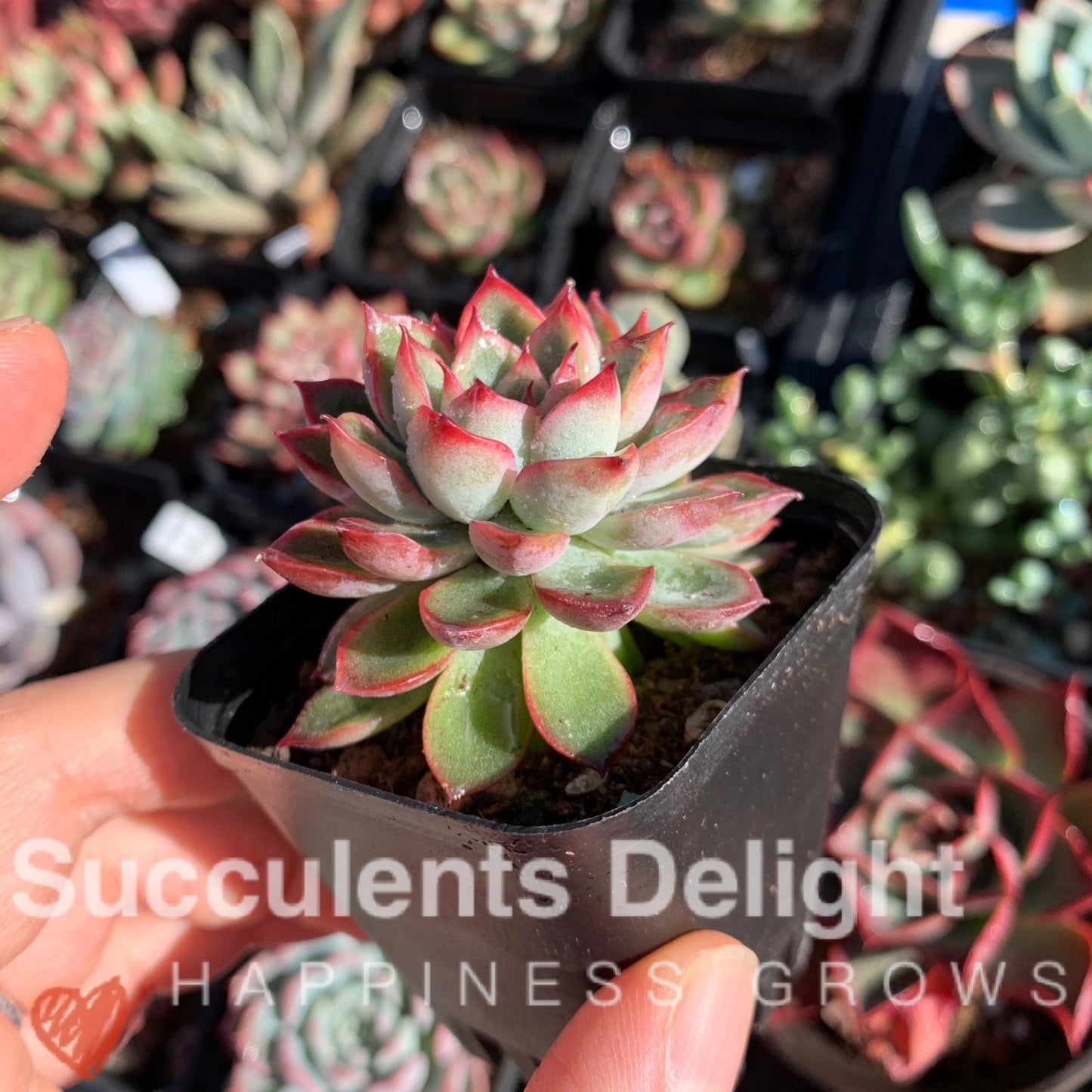 Echeveria Mebina 女雏