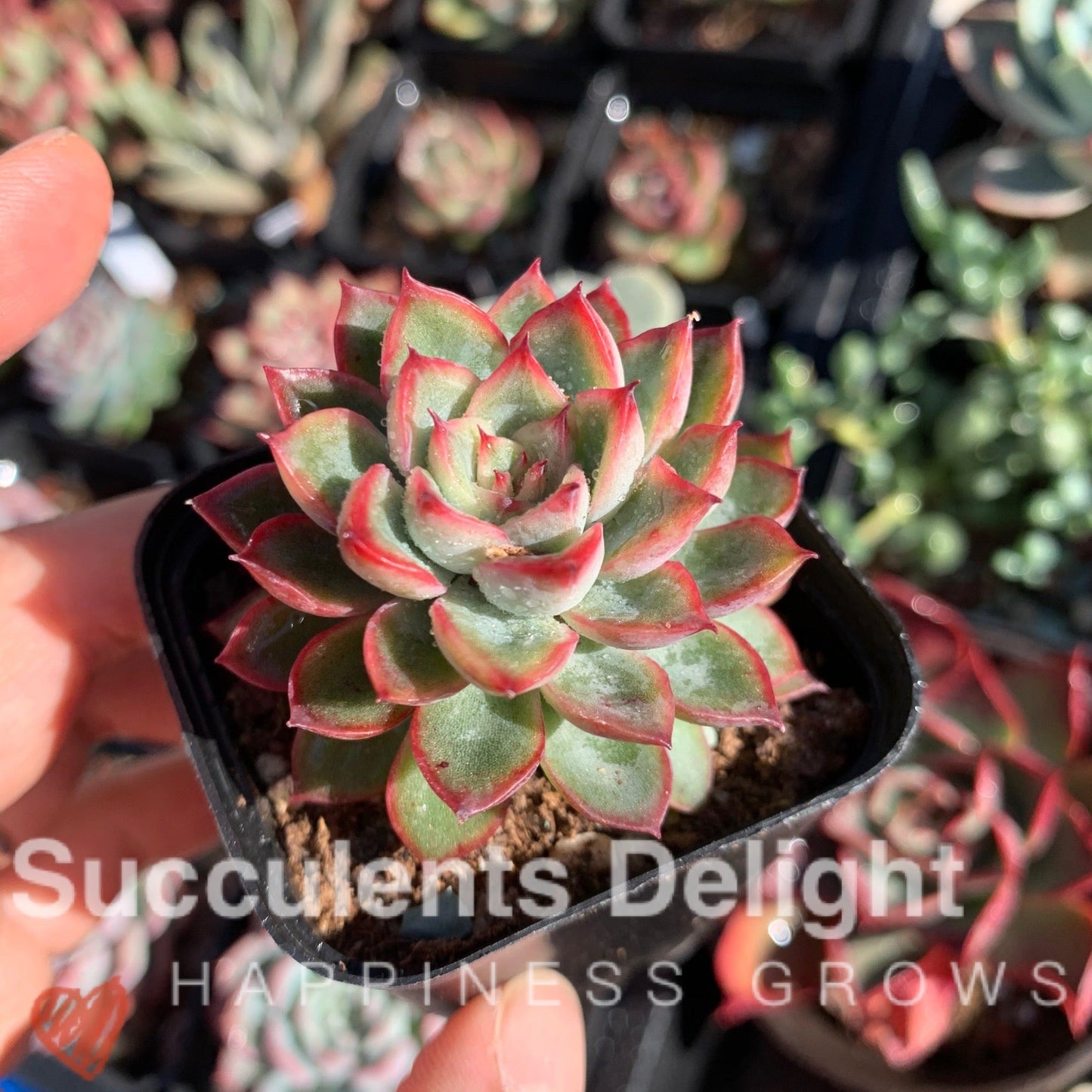 Echeveria Mebina 女雏