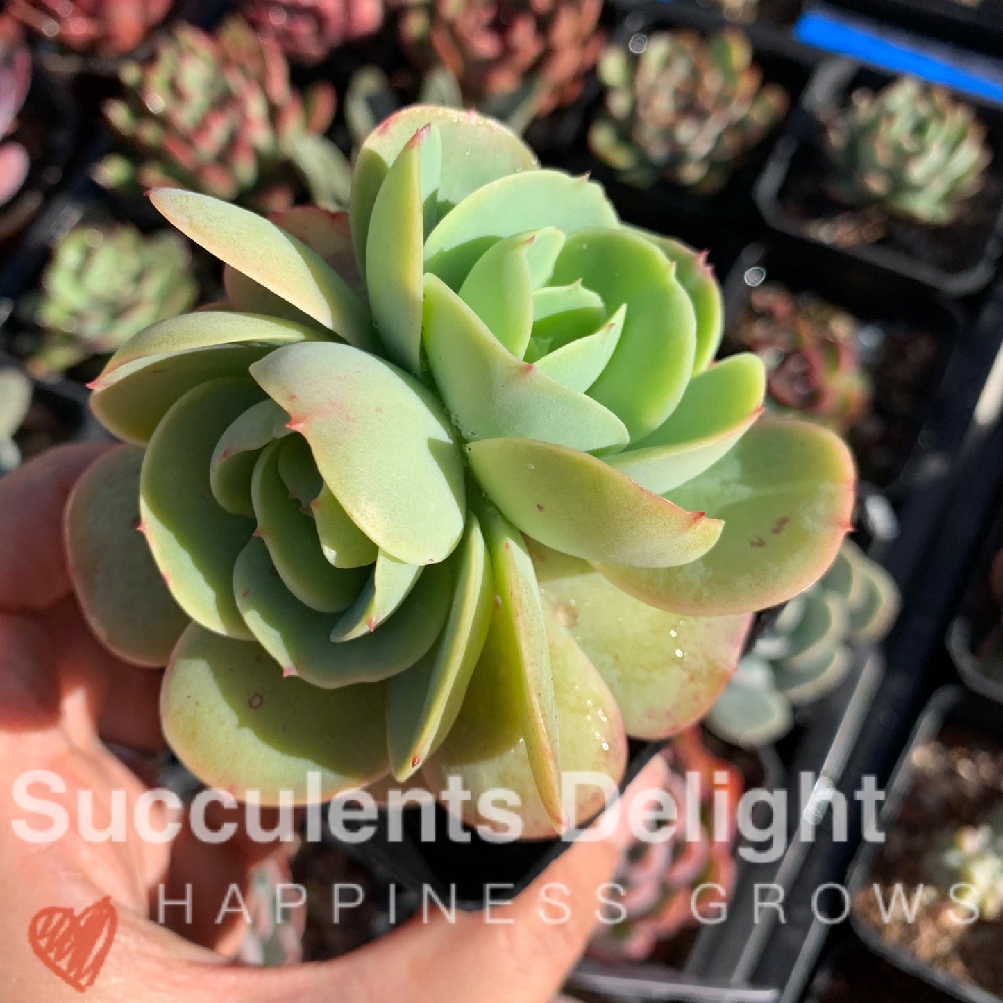 Echeveria Peach Pride 碧桃
