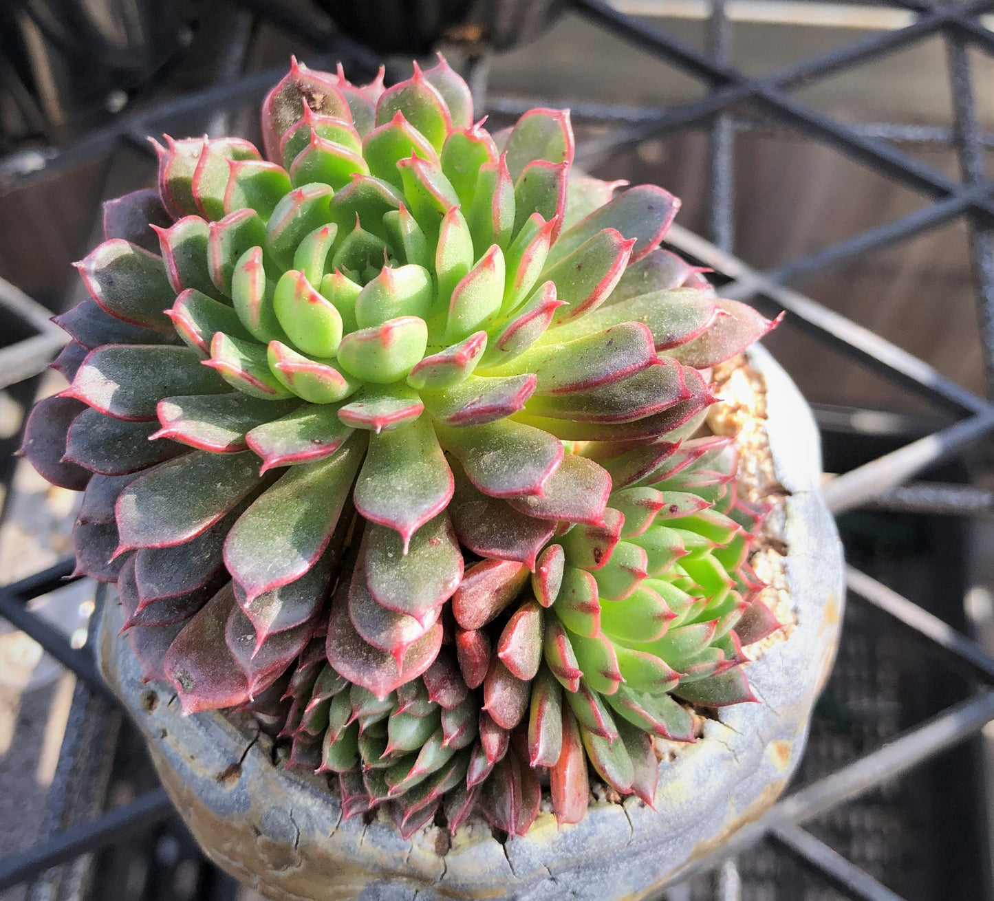 Echeveria Bini Gessei