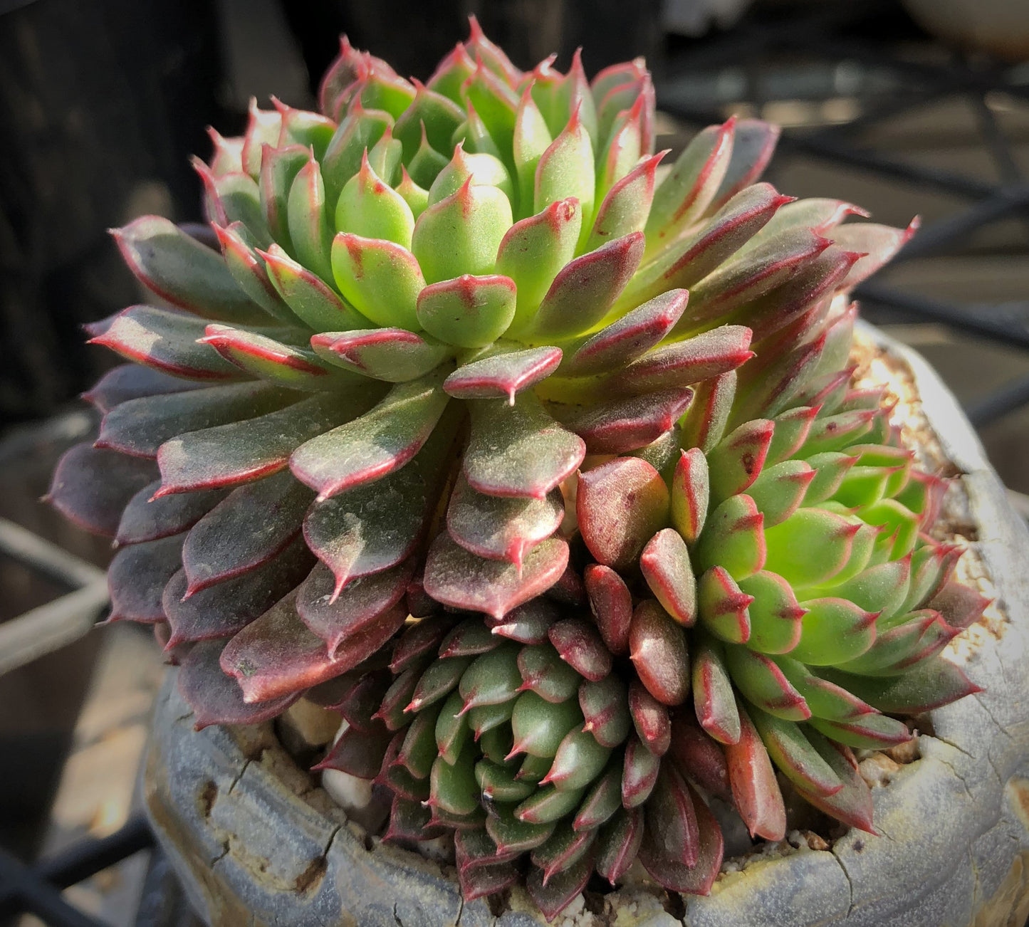 Echeveria Bini Gessei