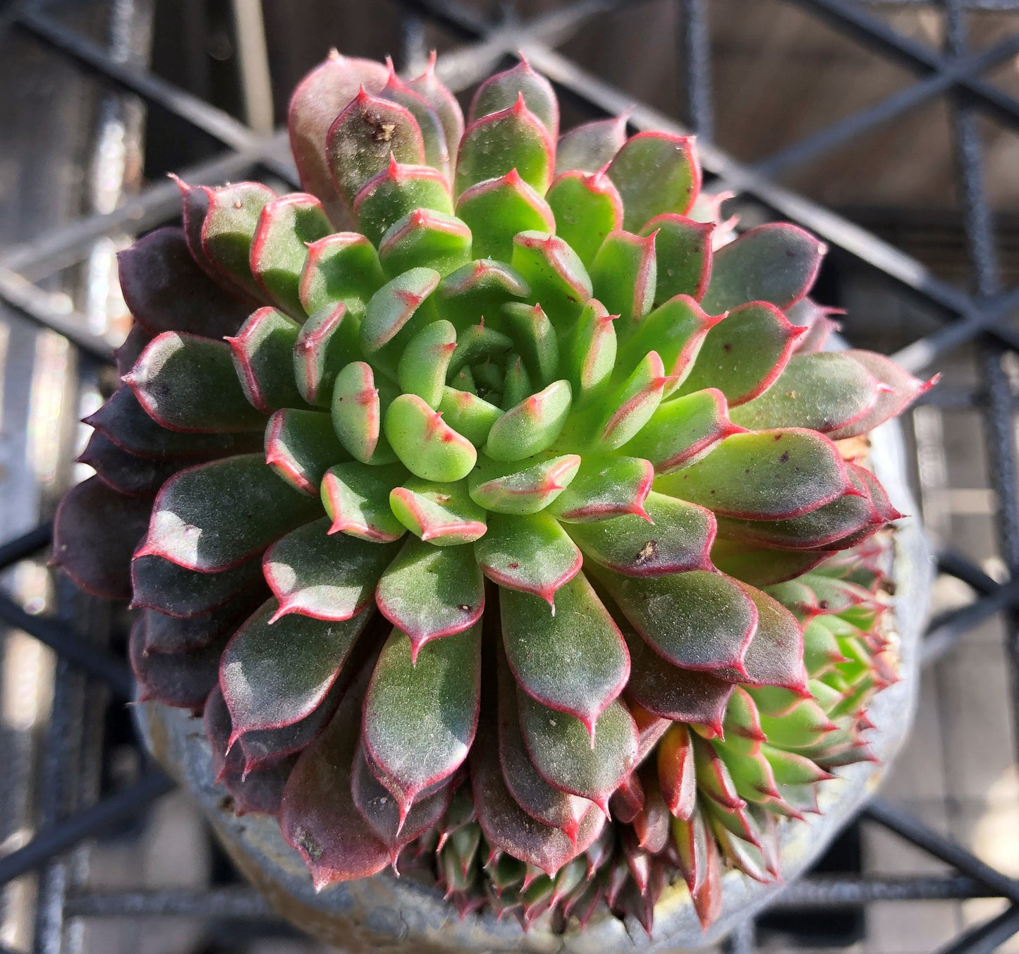 Echeveria Bini Gessei