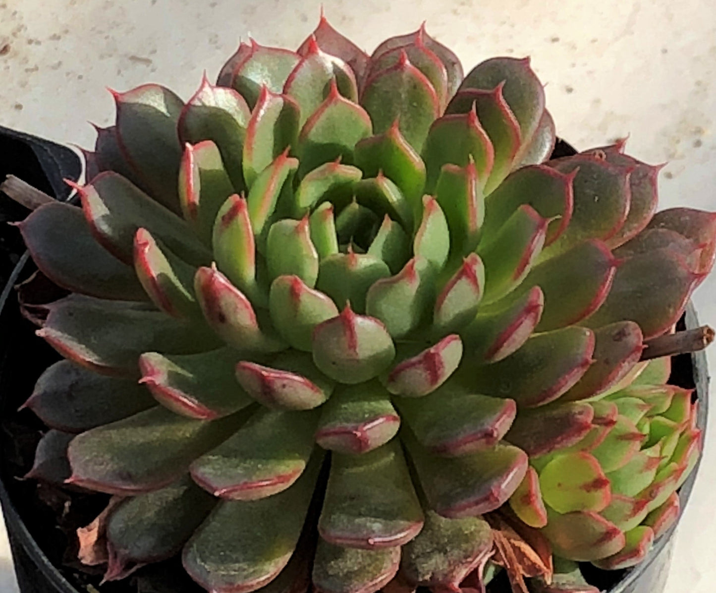 Echeveria Bini Gessei