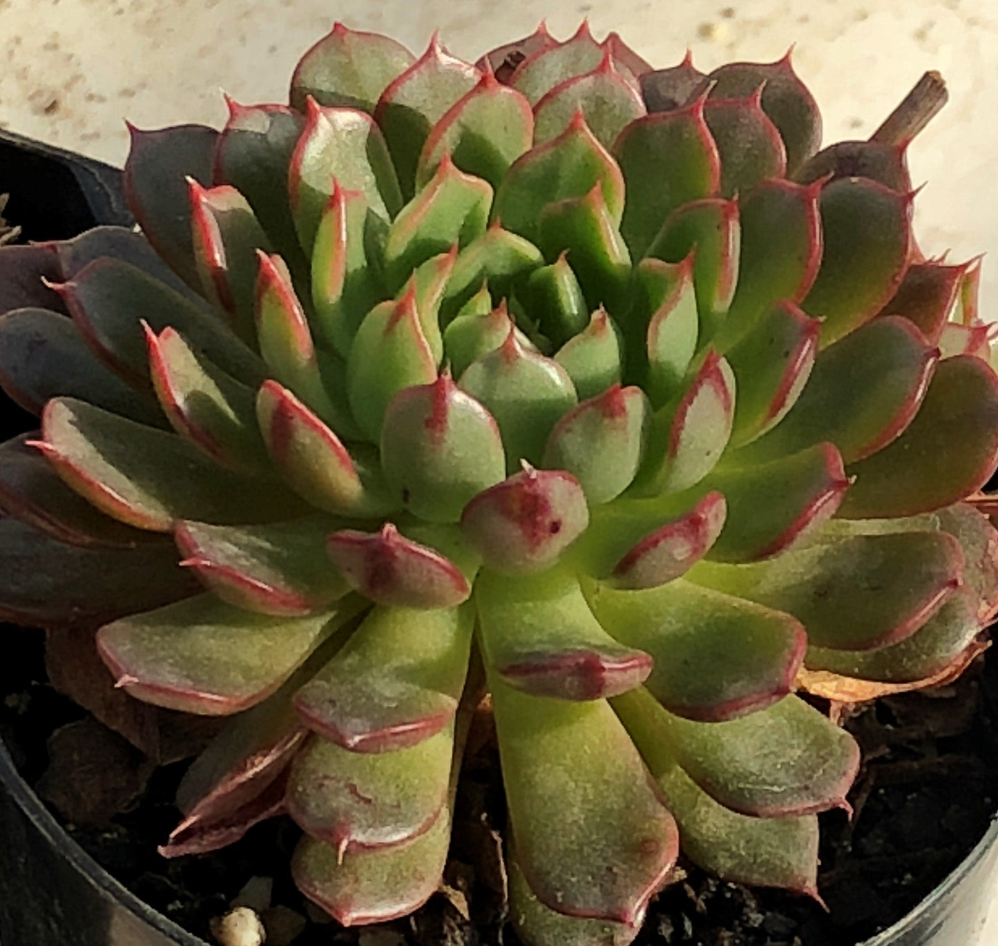 Echeveria Bini Gessei
