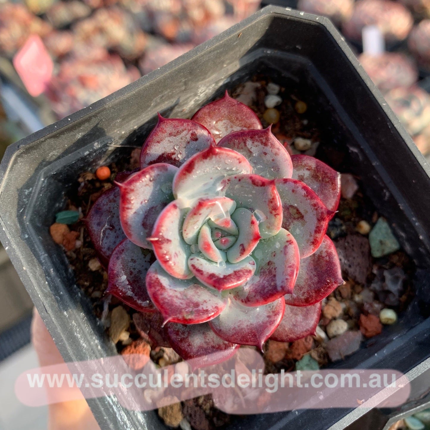 Echeveria Laulensis 劳伦斯