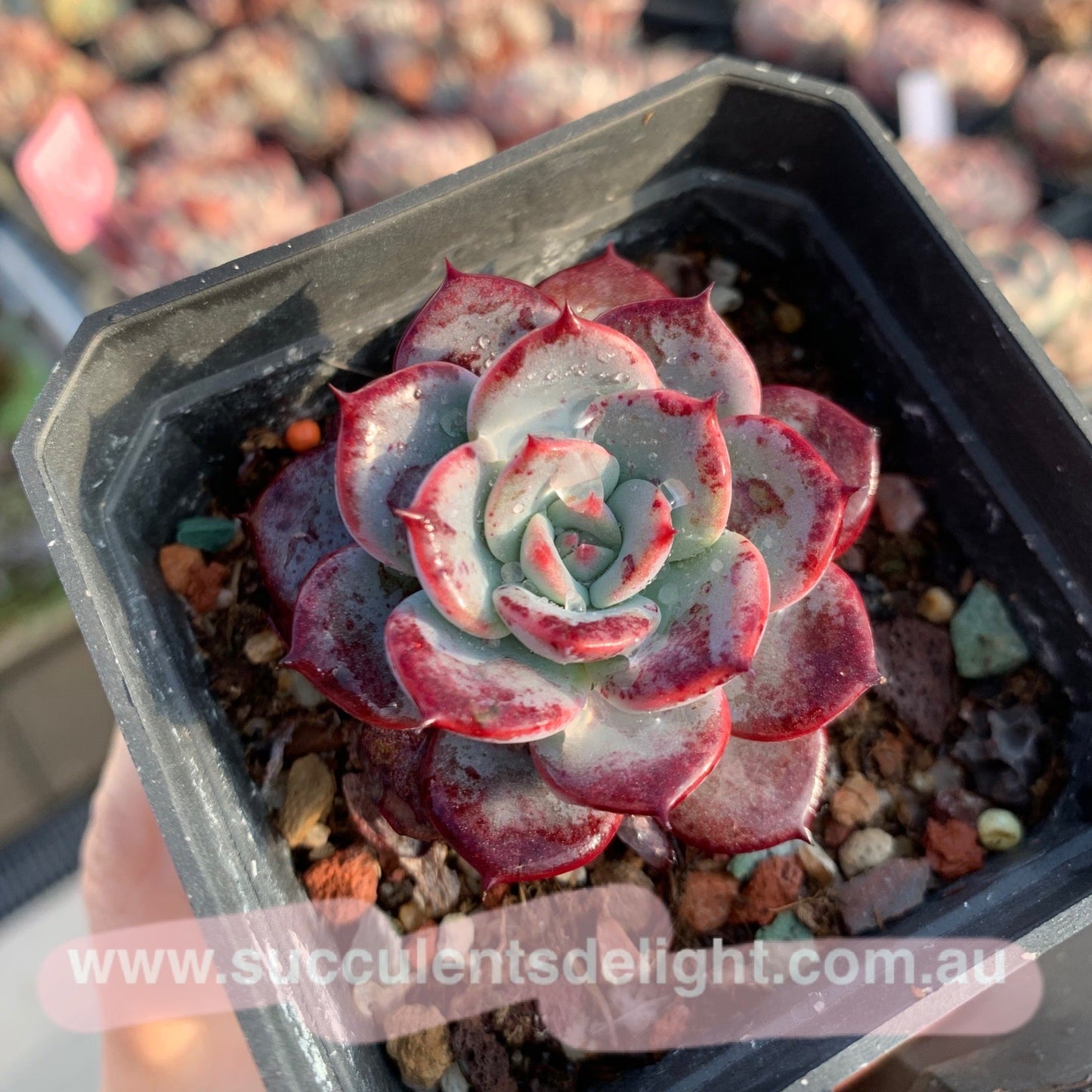 Echeveria Laulensis 劳伦斯